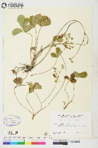 Fragaria virginiana subsp. glauca image