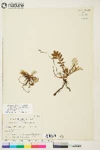 Potentilla pacifica image