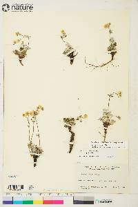 Potentilla arenosa subsp. arenosa image