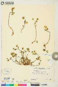 Potentilla arenosa subsp. arenosa image