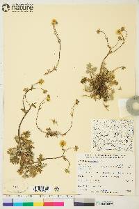 Potentilla arenosa image