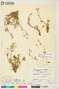 Potentilla arenosa image