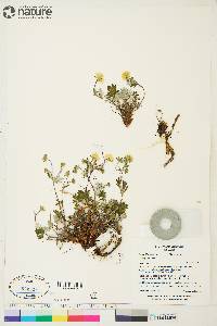 Potentilla arenosa image