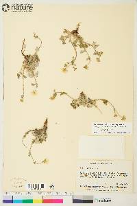 Potentilla arenosa image