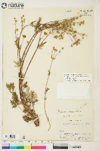 Potentilla arenosa image