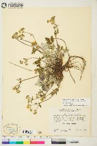 Potentilla arenosa subsp. arenosa image