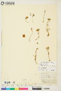 Potentilla arenosa subsp. arenosa image