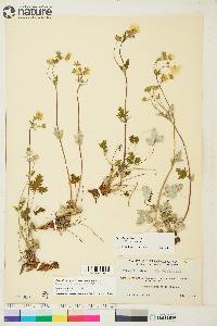 Potentilla arenosa subsp. arenosa image