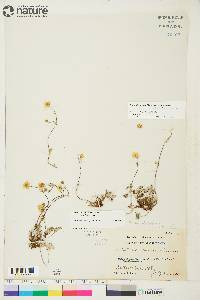 Potentilla arenosa subsp. arenosa image