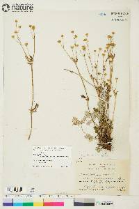 Potentilla arenosa subsp. arenosa image