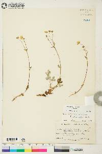 Potentilla arenosa subsp. arenosa image