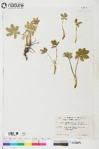 Potentilla gracilis image