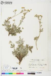 Potentilla gracilis image