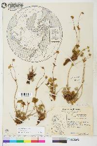 Potentilla hyparctica image