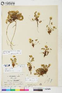 Potentilla hyparctica image