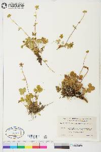 Potentilla emarginata image