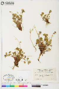 Potentilla emarginata image