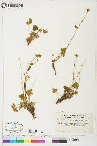 Potentilla emarginata image