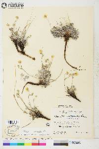 Potentilla rubricaulis image