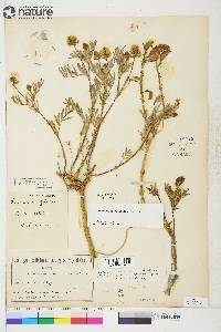 Astragalus australis image