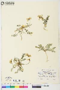 Astragalus alpinus image