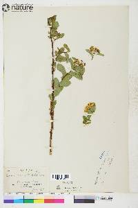 Spiraea stevenii image