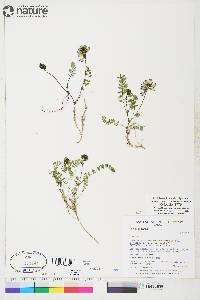 Astragalus alpinus image