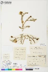 Astragalus alpinus image