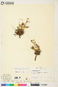 Potentilla biflora image