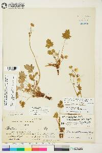 Potentilla arenosa image