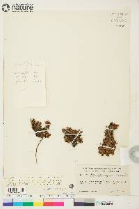 Potentilla elegans image