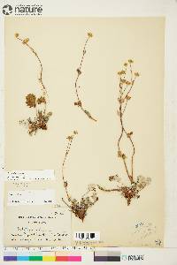 Potentilla nivea image