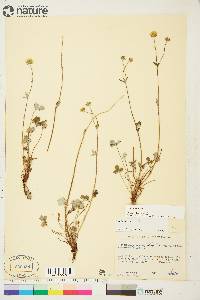 Potentilla nivea image