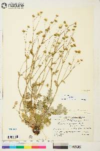 Potentilla nivea image