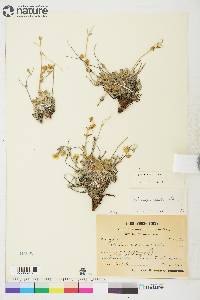 Potentilla rubricaulis image