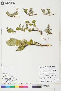 Salix arctica image