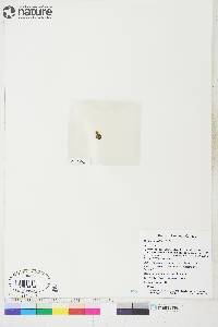 Draba pauciflora image
