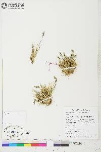 Poa abbreviata subsp. abbreviata image