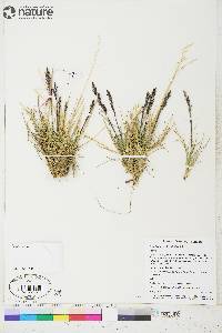 Deschampsia brevifolia image