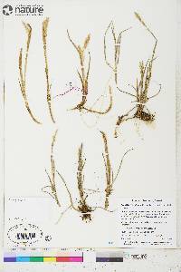 Arctagrostis latifolia subsp. latifolia image