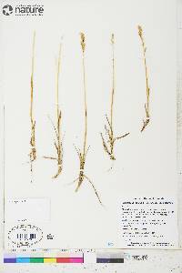 Arctagrostis latifolia subsp. latifolia image