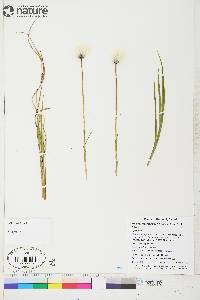 Eriophorum scheuchzeri image