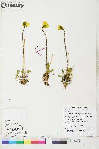 Papaver lapponicum image