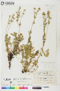 Potentilla pensylvanica image