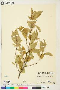 Prunus pensylvanica image