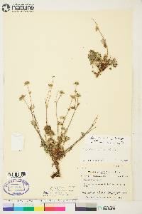 Potentilla villosula image