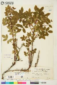 Rosa acicularis image