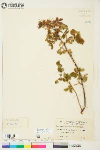 Rosa acicularis image