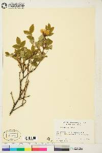 Rosa acicularis image