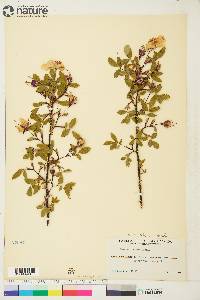 Rosa acicularis image